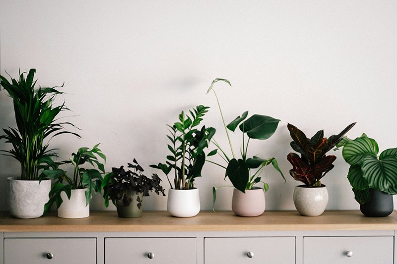 Best Vastu Plants for Home to Attract Wealth and Prosperity