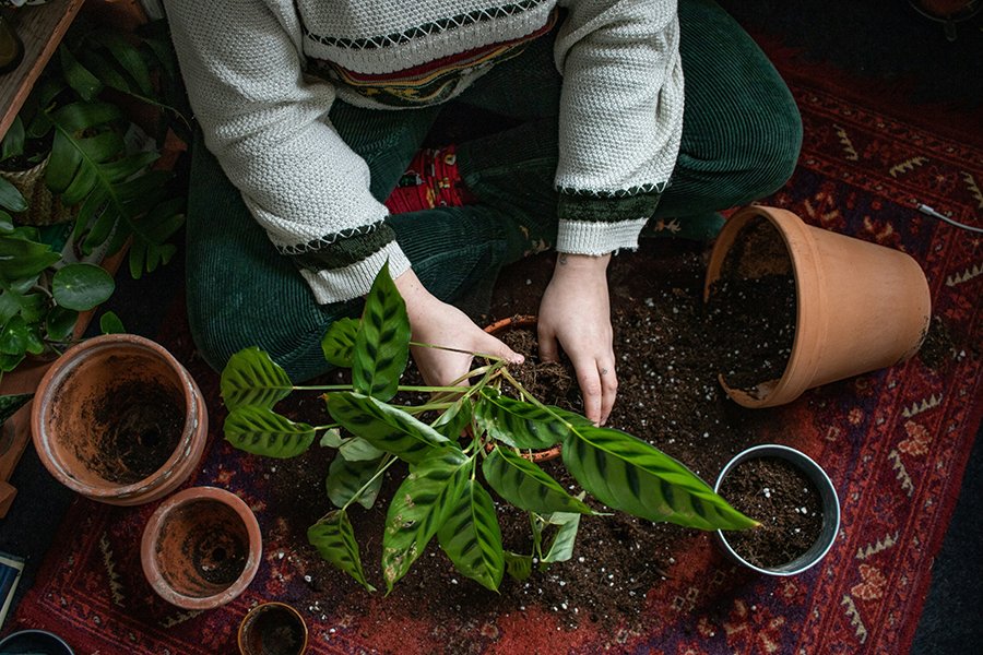 Beginner’s Guide to Plant Care: Everything You Need to Know