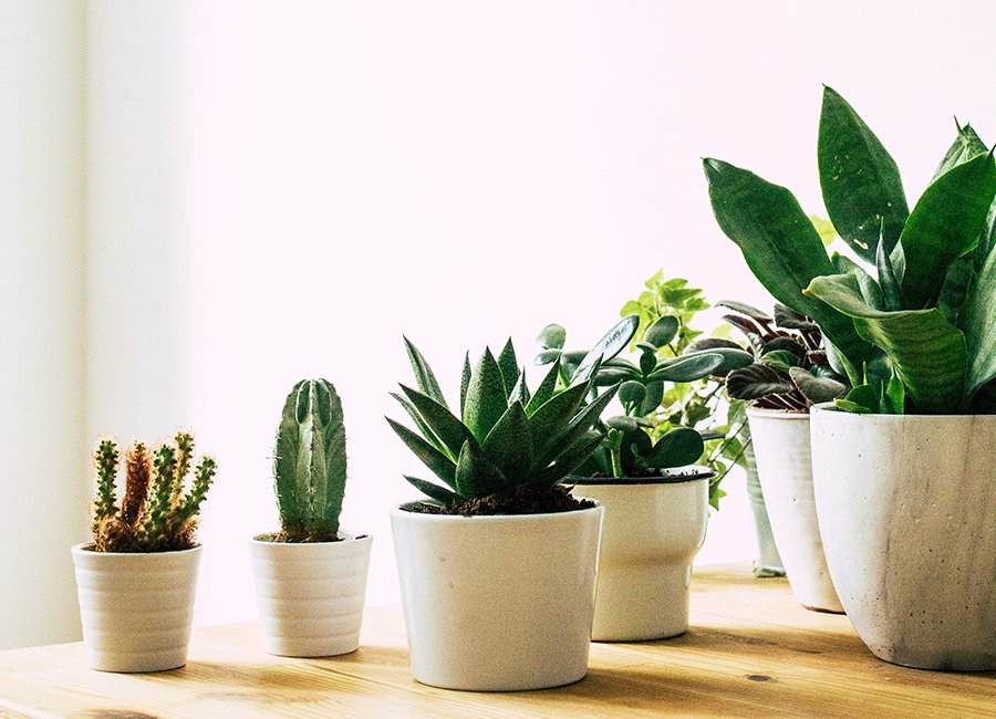 Top Indoor Plants for Apartments and Small Spaces