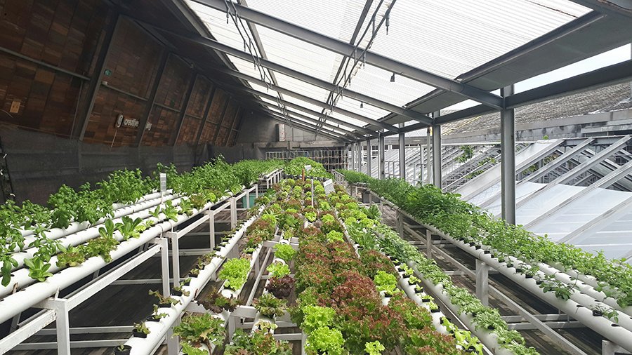 Best Vegetables to Grow on a Terrace Garden