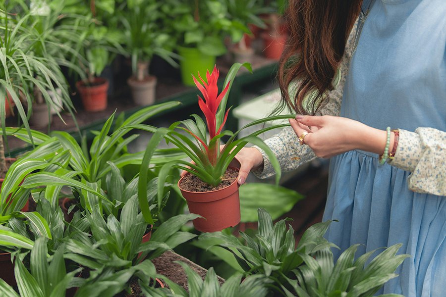 How to Choose Healthy Plants When Buying Online