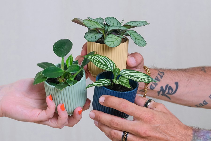 Top Plants to Gift for Birthdays and Special Occasions