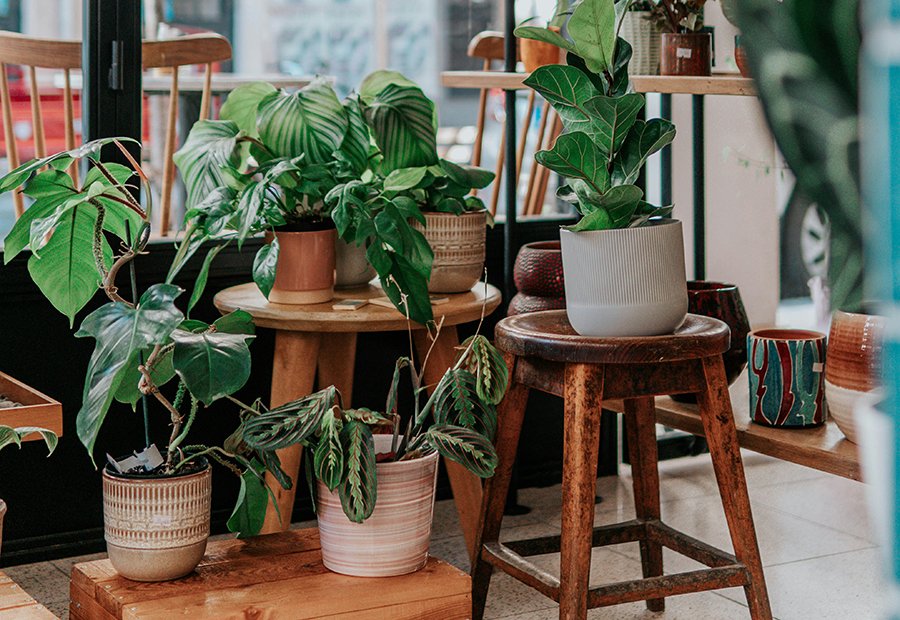 Top Trending Plants in India This Year