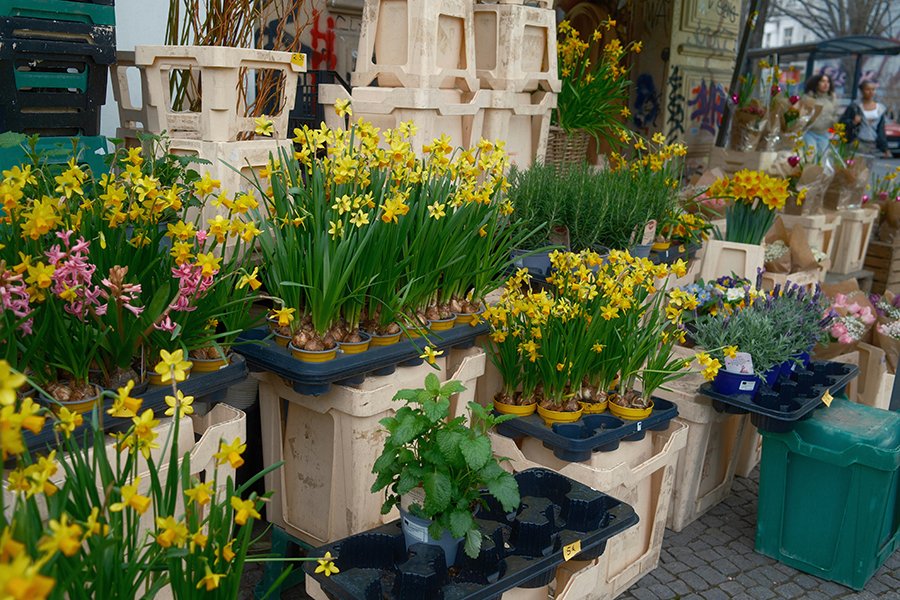 Why Bagecha.in Is the Best Marketplace for Plants and Gardening Products