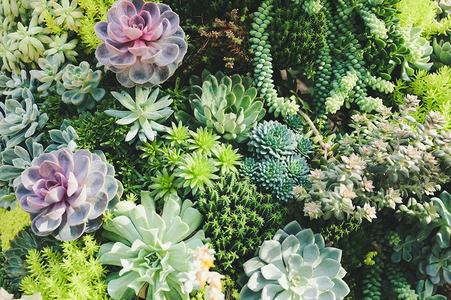 Discover Rare Plants from Sellers Across India on Bagecha.in