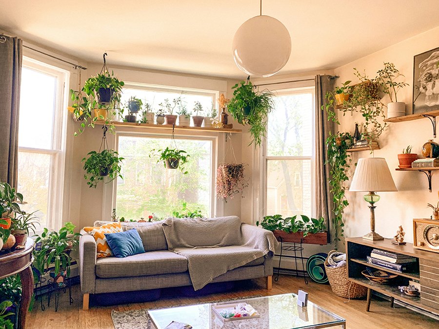 How Plants Can Improve Energy Flow in Your Home