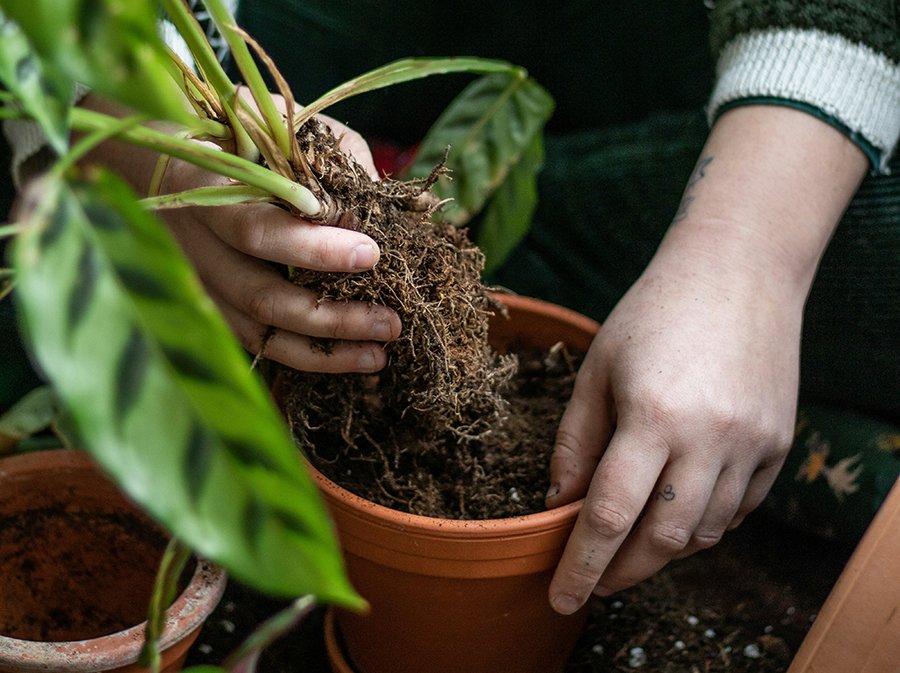 Best Potting Soil Mix for Different Types of Plants