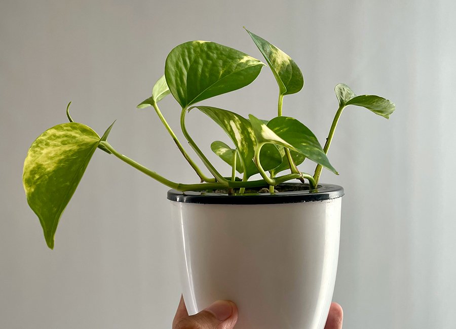 Where to Place a Money Plant as Per Vastu