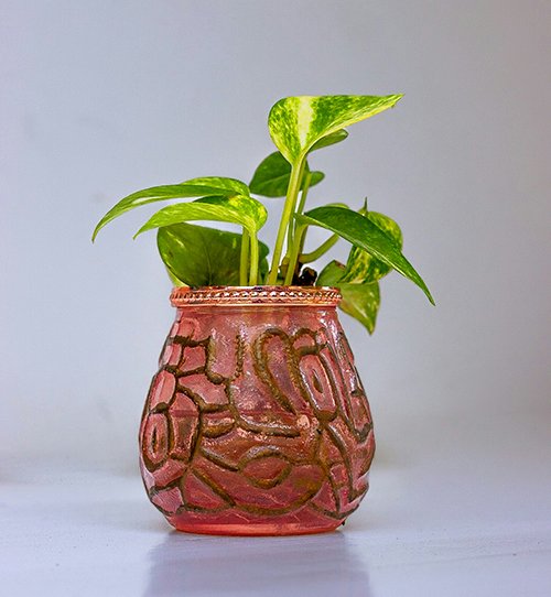 Money Plant Golden