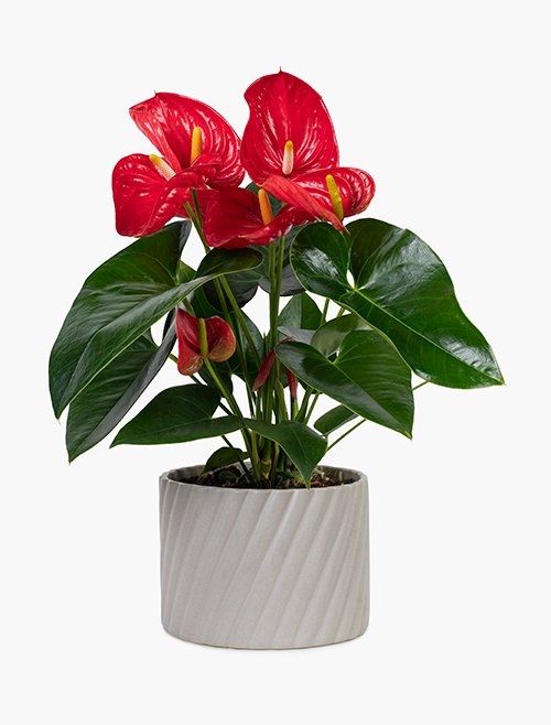 Hibiscus Red