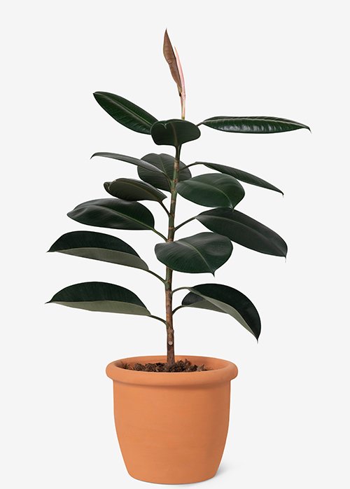 Rubber Plant