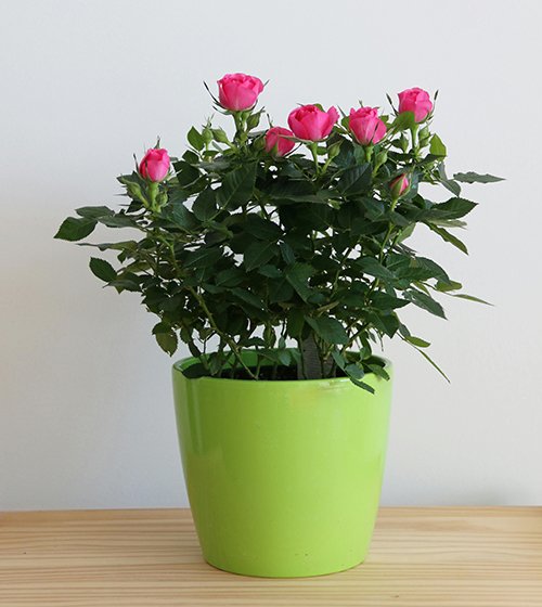 Rose Desi Red