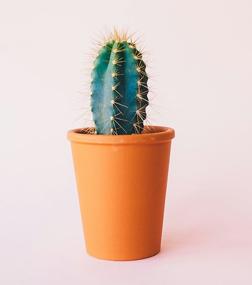 ZZ Plant